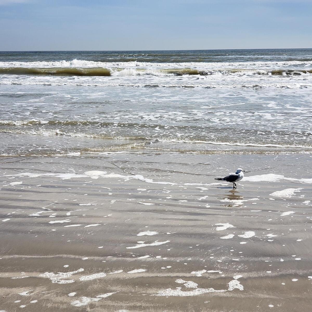 bird-on-beach.jpg