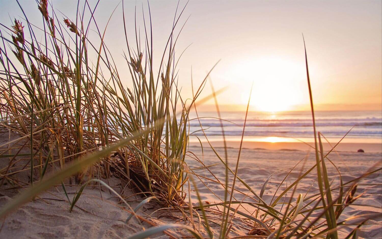 sunset beach sand reeds